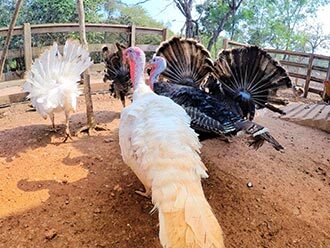 zoo poultry animals forest hills luxury adventure forest tala resort